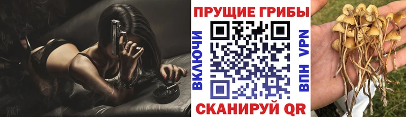 Псилоцибиновые грибы Psilocybe  закладки  Коммунар 